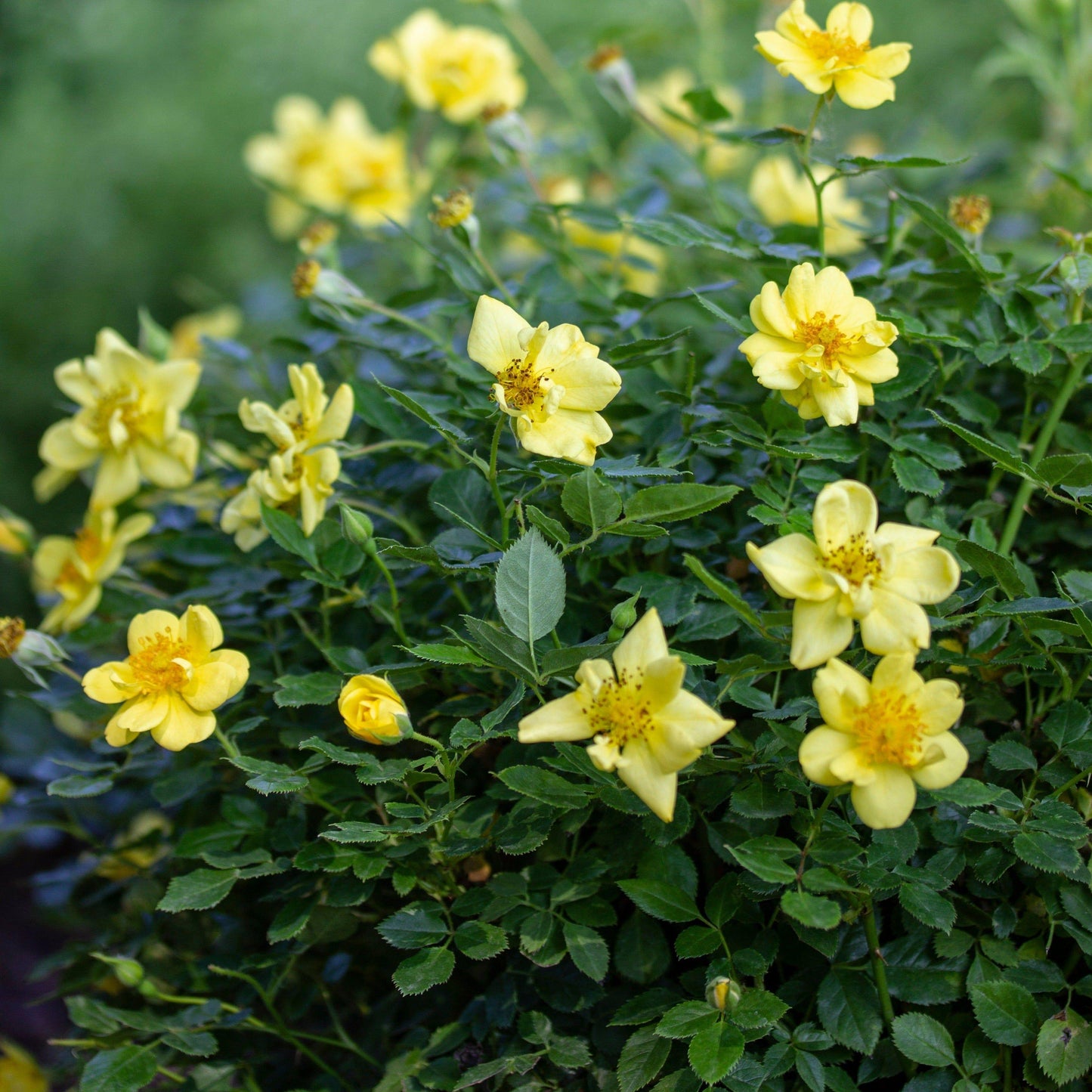 Rosa Landscape Oso Easy Lemon Zest - View 11 from www redcrocus com