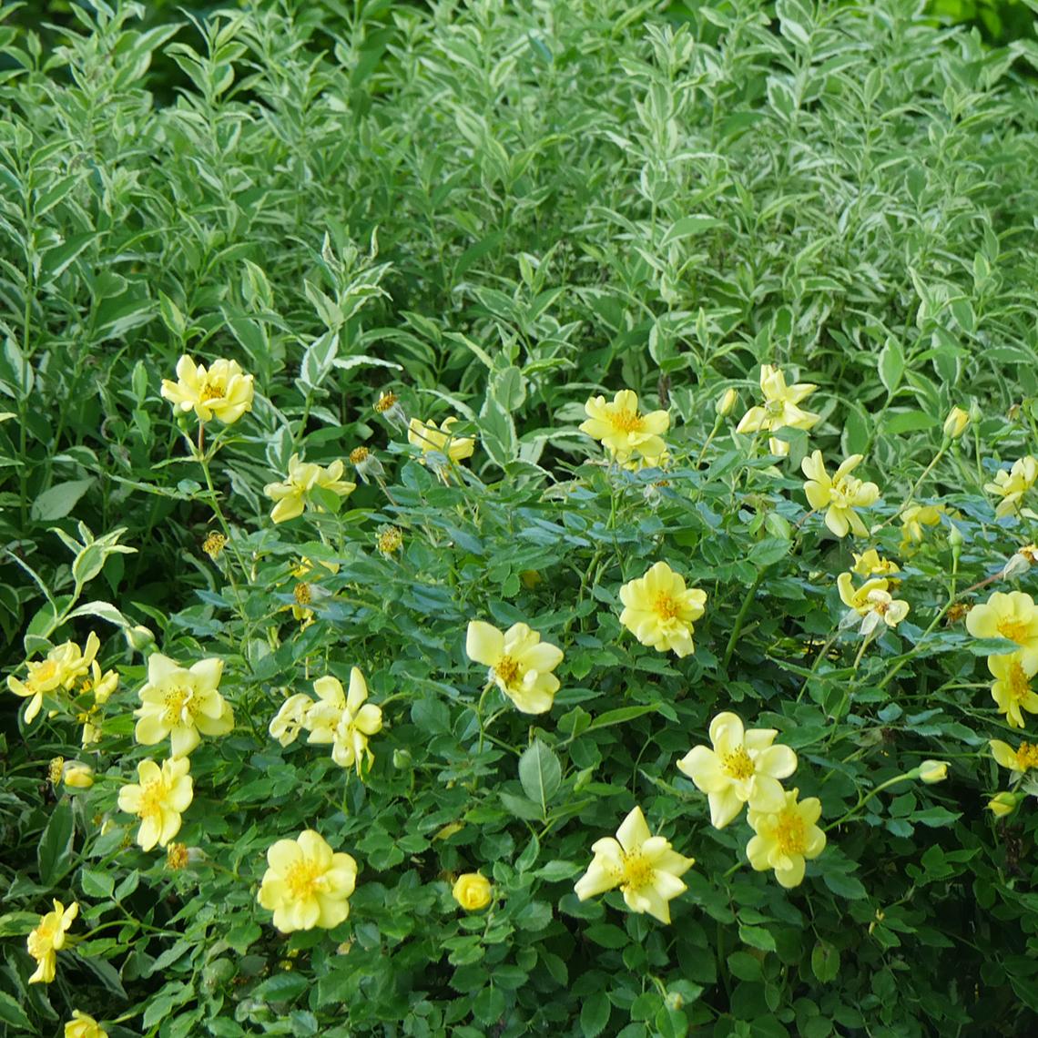 Rosa Landscape Oso Easy Lemon Zest - View 13 from www redcrocus com