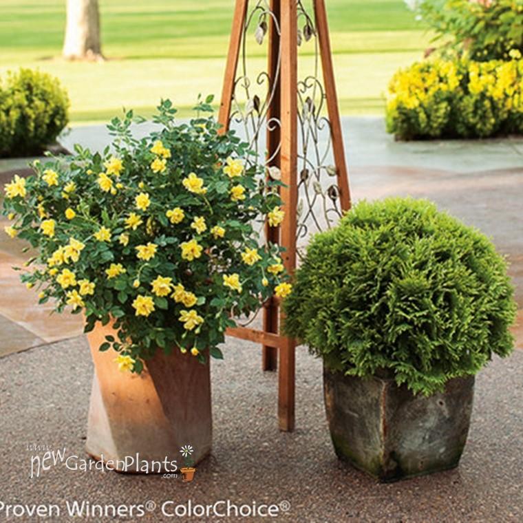 Rosa Landscape Oso Easy Lemon Zest - View 14 from www redcrocus com
