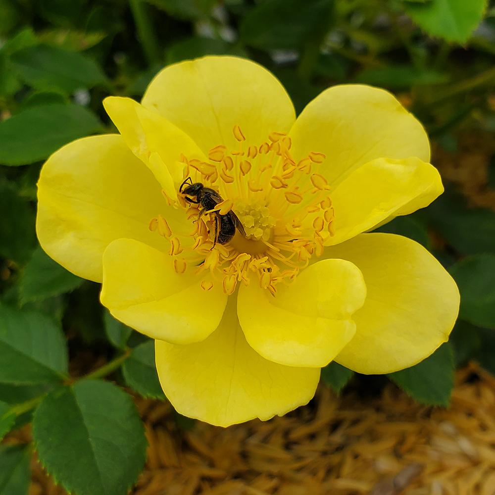 Rosa Landscape Oso Easy Lemon Zest - View 16 from www redcrocus com