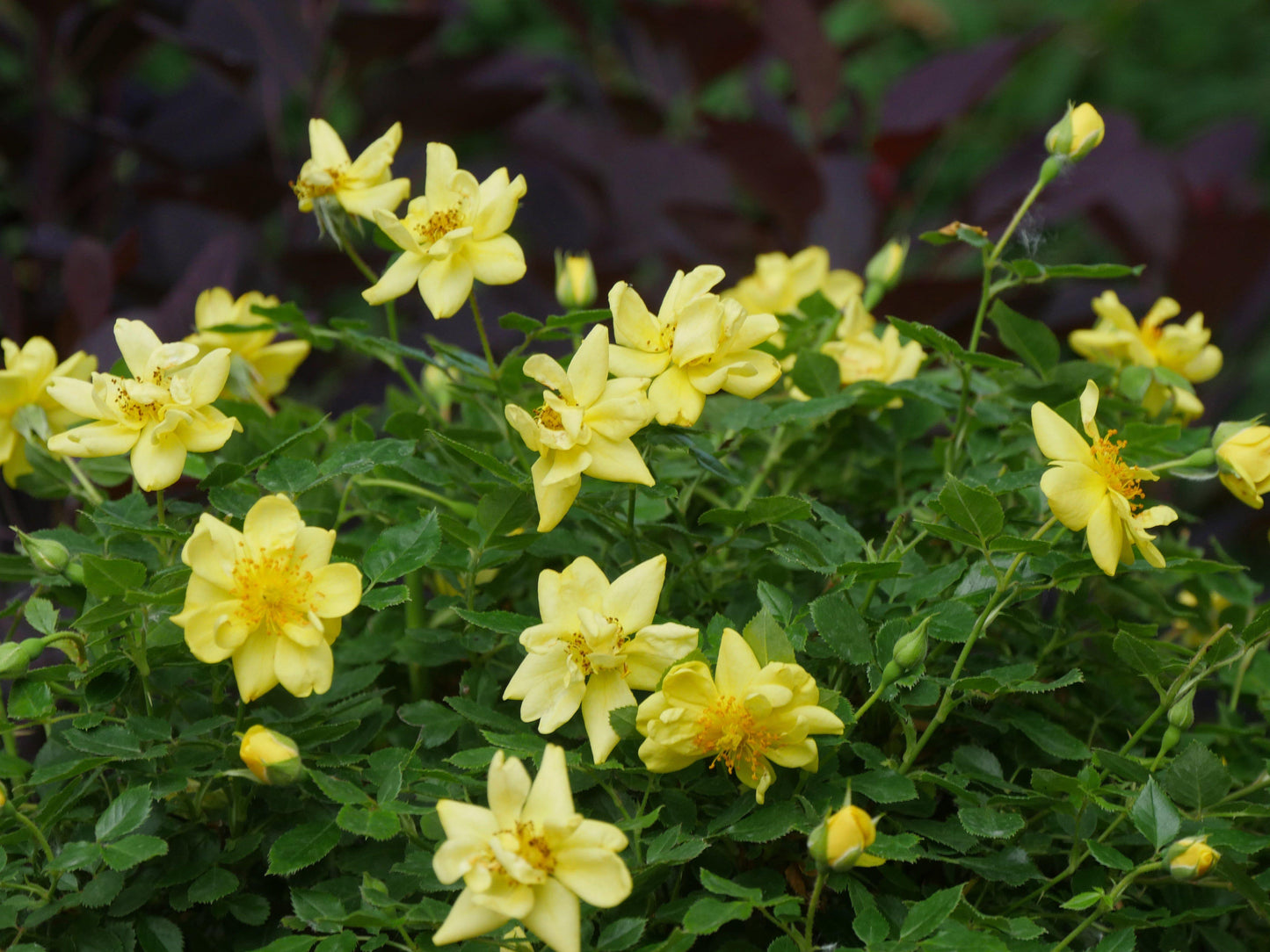Rosa Landscape Oso Easy Lemon Zest - View 17 from www redcrocus com