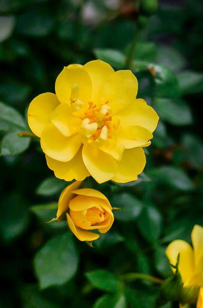Rosa Landscape Oso Easy Lemon Zest - View 18 from www redcrocus com
