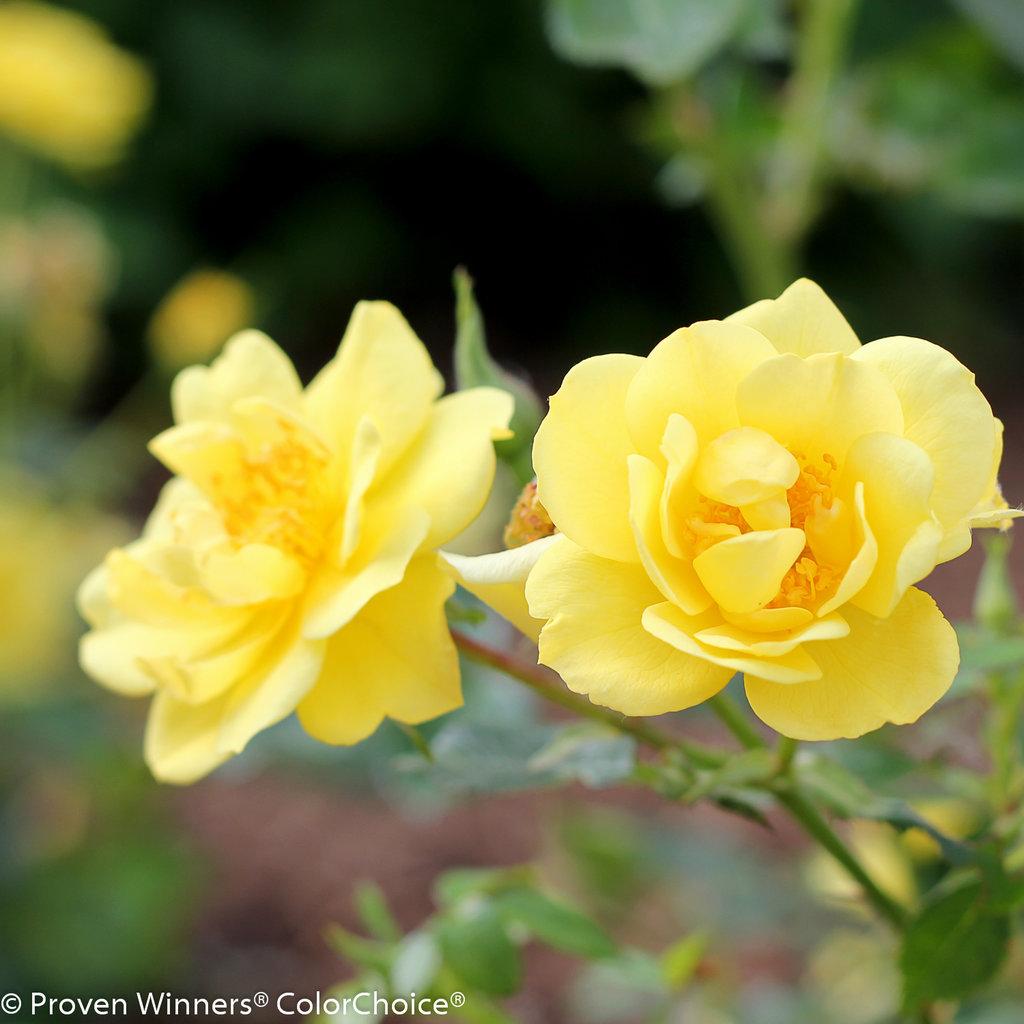 Rosa Landscape Oso Easy Lemon Zest - View 2 from www redcrocus com