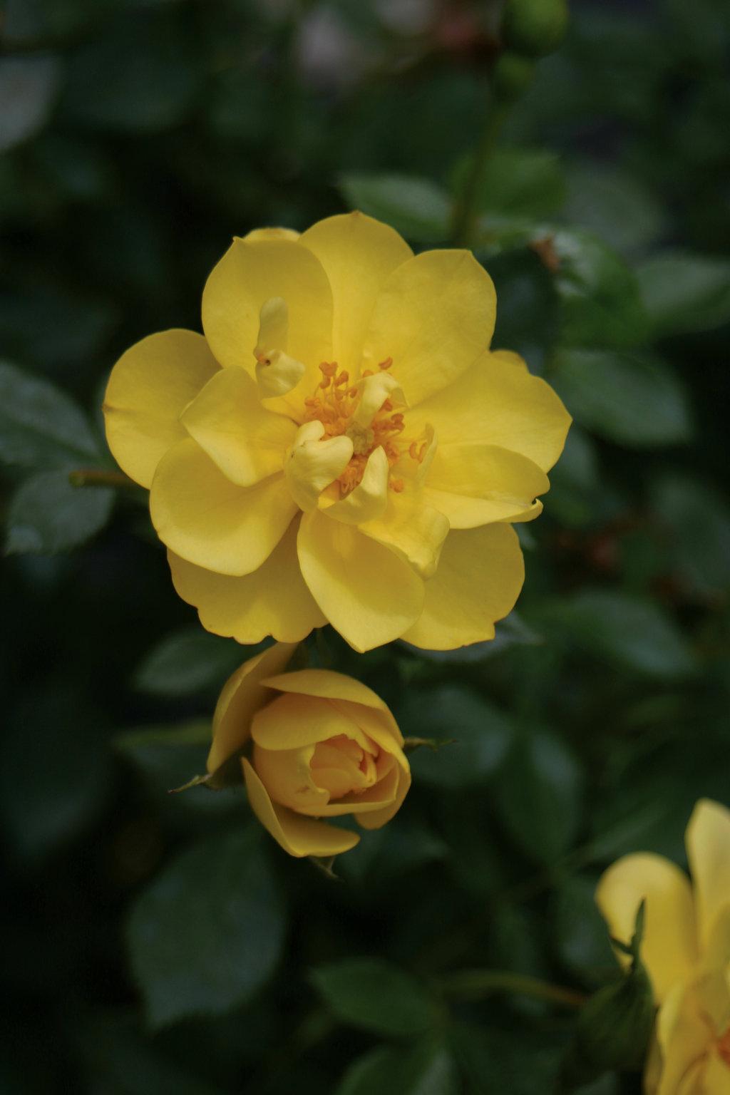 Rosa Landscape Oso Easy Lemon Zest - View 3 from www redcrocus com