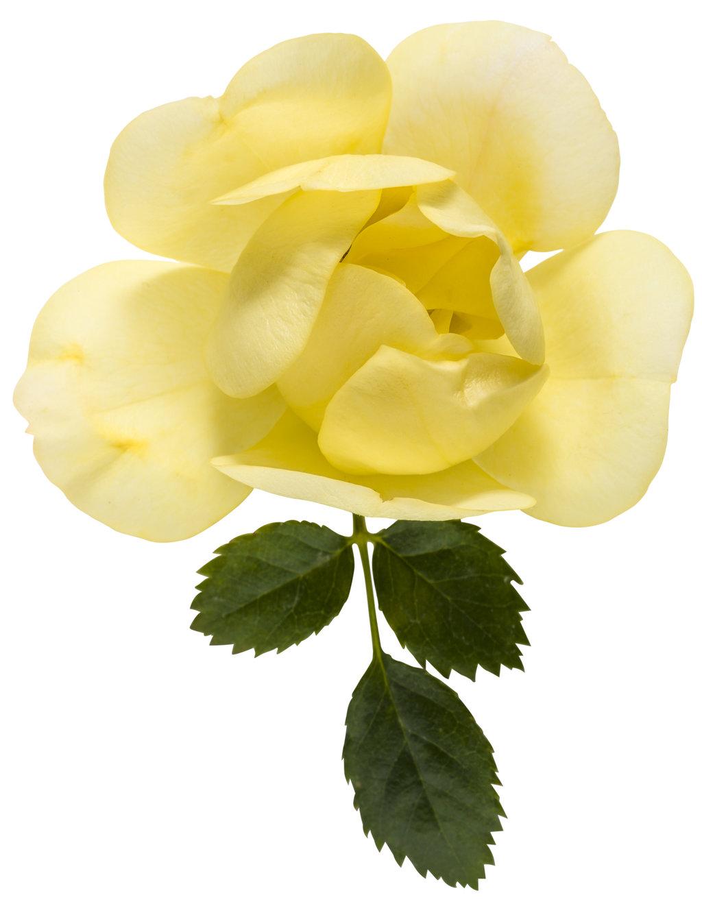 Rosa Landscape Oso Easy Lemon Zest - View 5 from www redcrocus com