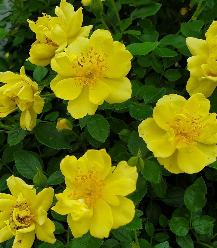 Rosa Landscape Oso Easy Lemon Zest - View 7 from www redcrocus com