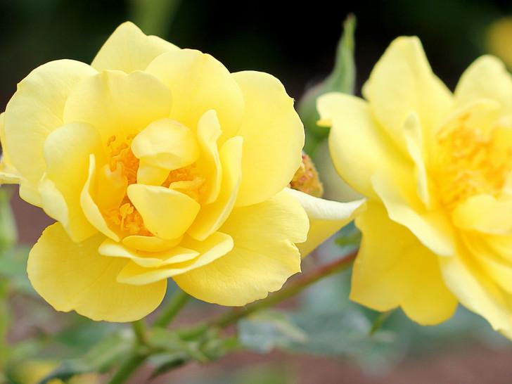 Rosa Landscape Oso Easy Lemon Zest - View 8 from www redcrocus com