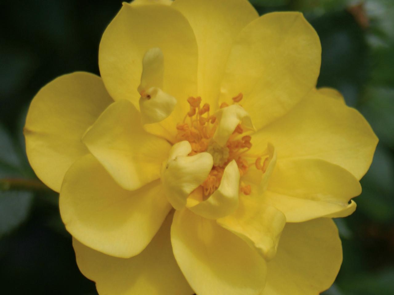 Rosa Landscape Oso Easy Lemon Zest - View 9 from www redcrocus com