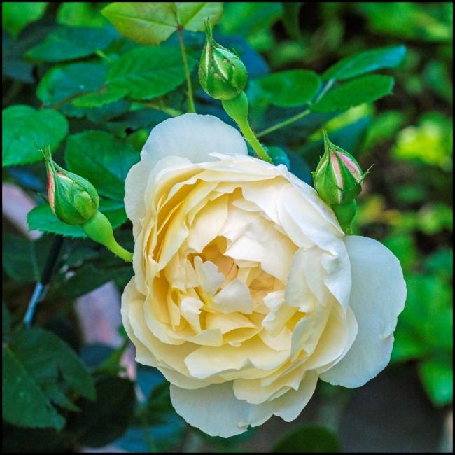 Rosa David Austin Wollerton Old Hall - View 10 from www redcrocus com