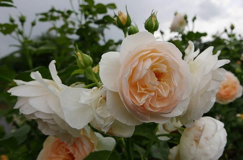 Rosa David Austin Wollerton Old Hall - View 14 from www redcrocus com