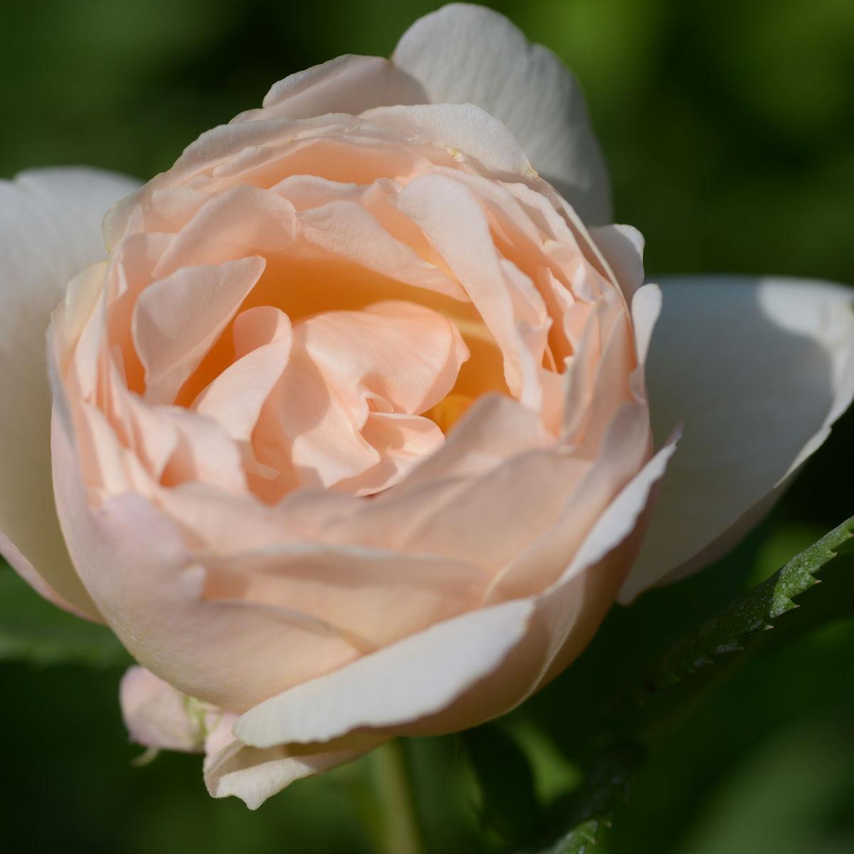 Rosa David Austin Wollerton Old Hall - View 15 from www redcrocus com