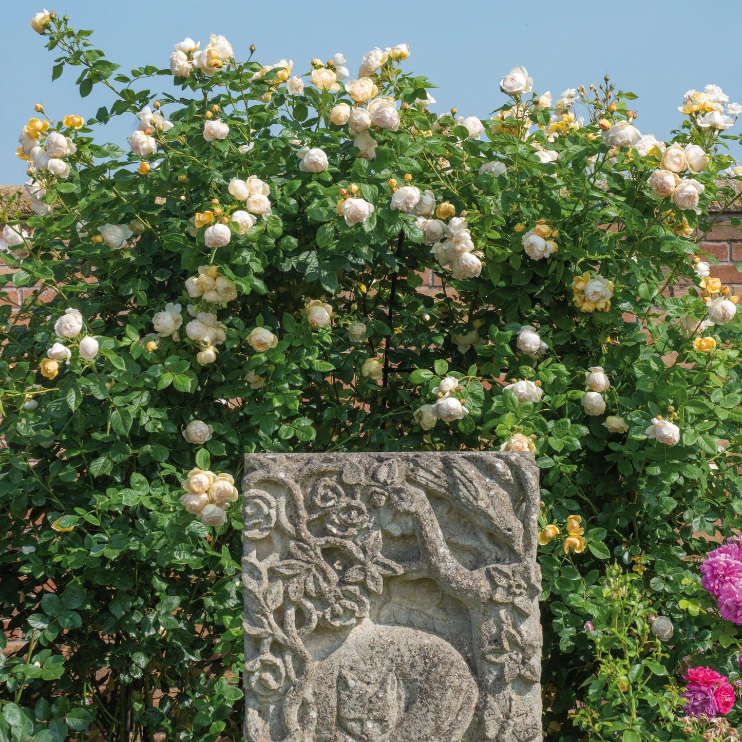 Rosa David Austin Wollerton Old Hall - View 16 from www redcrocus com