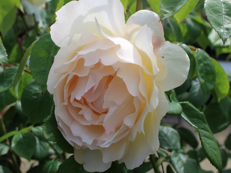 Rosa David Austin Wollerton Old Hall - View 18 from www redcrocus com