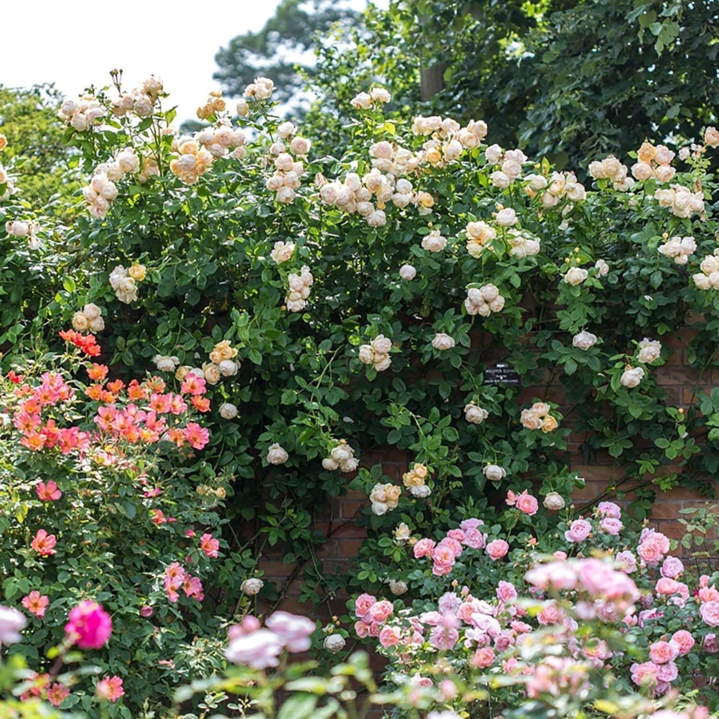 Rosa David Austin Wollerton Old Hall - View 2 from www redcrocus com