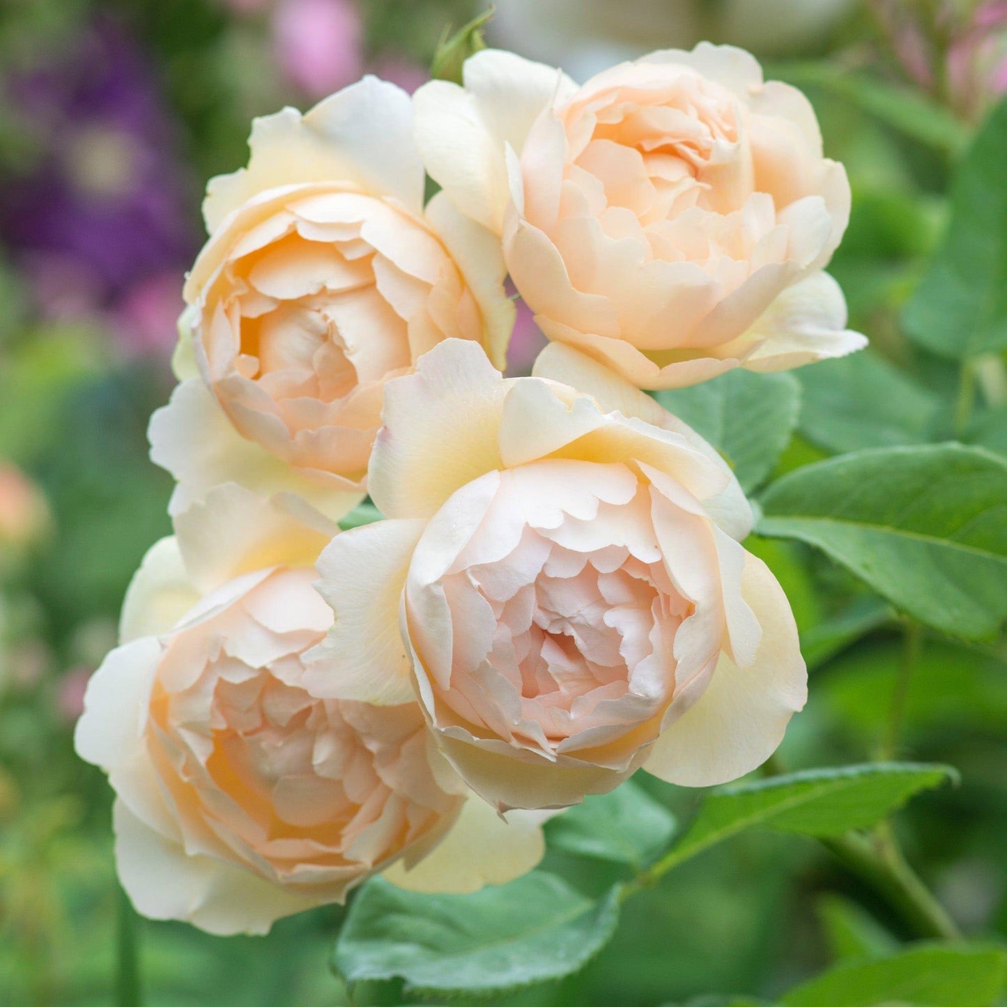 Rosa David Austin Wollerton Old Hall - View 3 from www redcrocus com