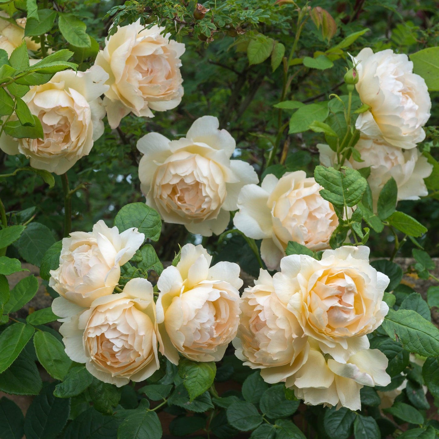 Rosa David Austin Wollerton Old Hall - View 4 from www redcrocus com