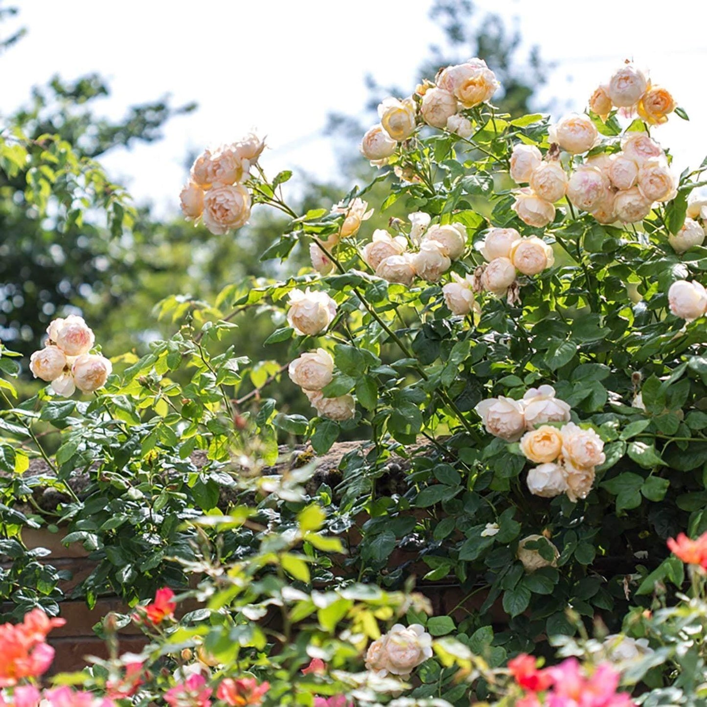 Rosa David Austin Wollerton Old Hall - View 5 from www redcrocus com