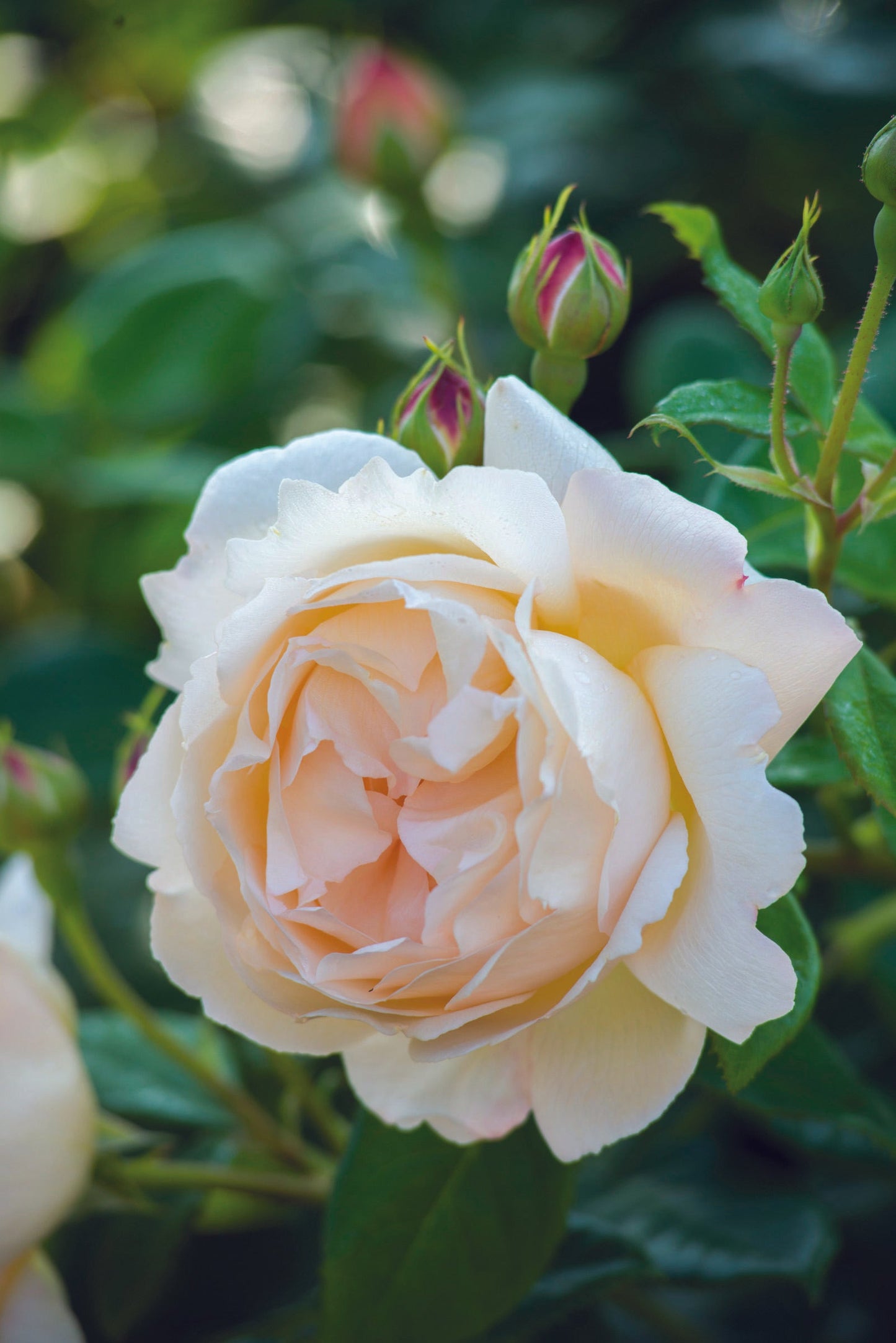 Rosa David Austin Wollerton Old Hall - View 7 from www redcrocus com