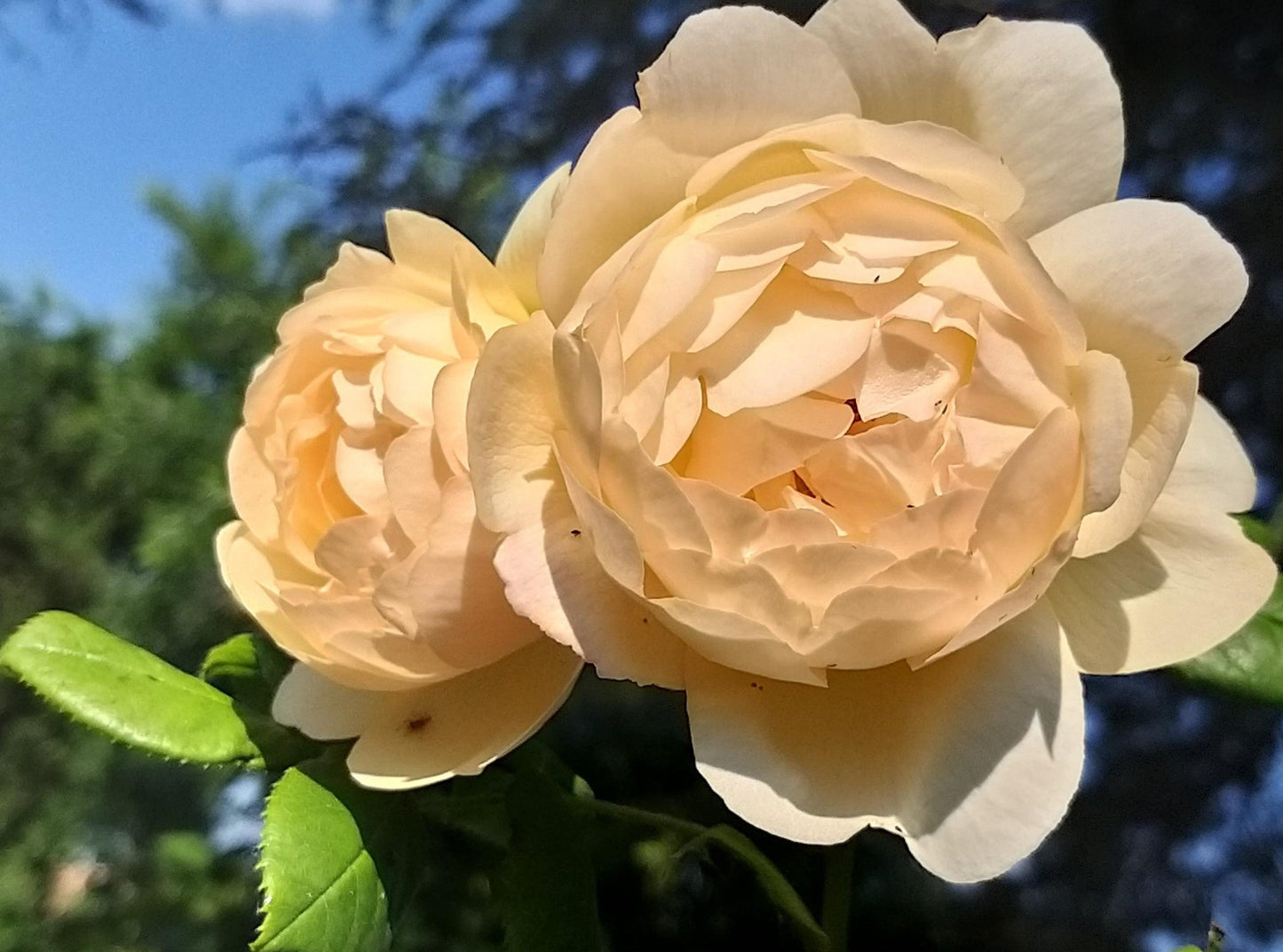 Rosa David Austin Wollerton Old Hall - View 9 from www redcrocus com