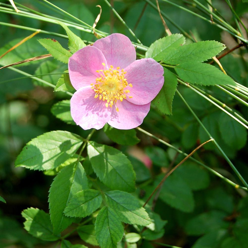 Rosa Landscape Carolina - View 6 from www redcrocus com