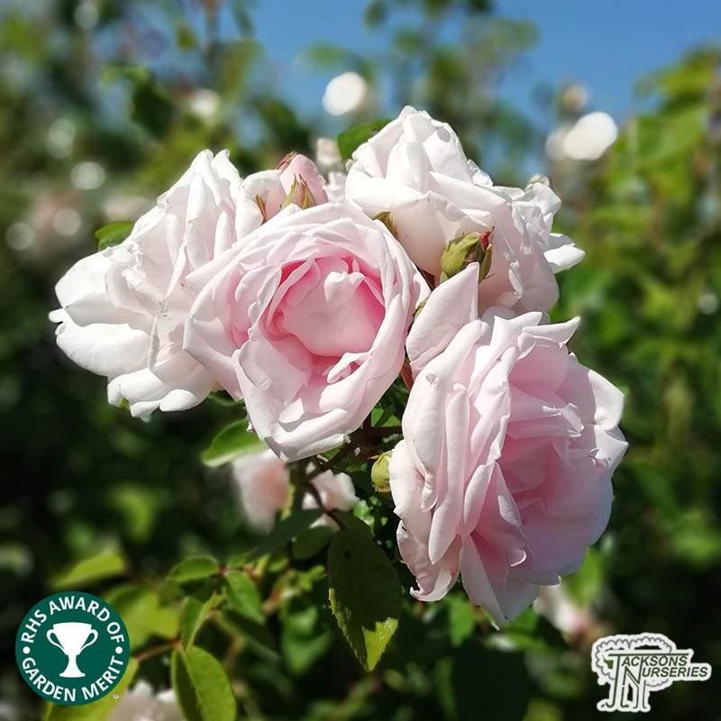 Rosa Climbing New Dawn - View 17 from www redcrocus com