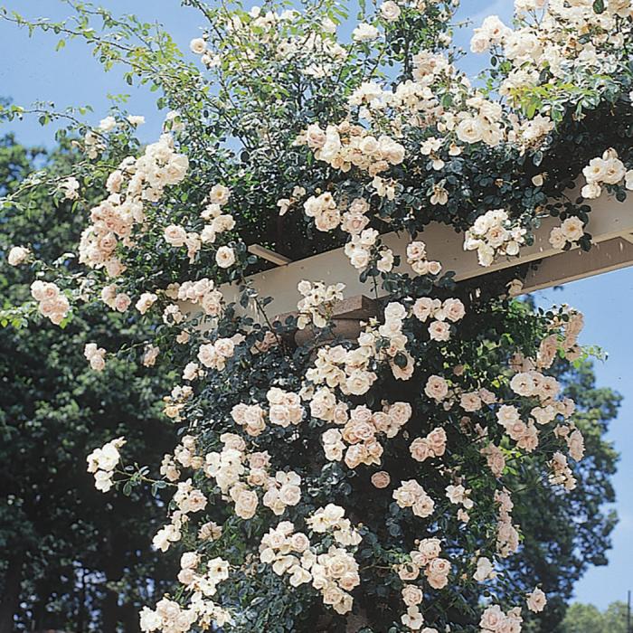 Rosa Climbing New Dawn - View 19 from www redcrocus com