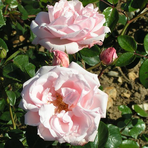 Rosa Climbing New Dawn - View 20 from www redcrocus com
