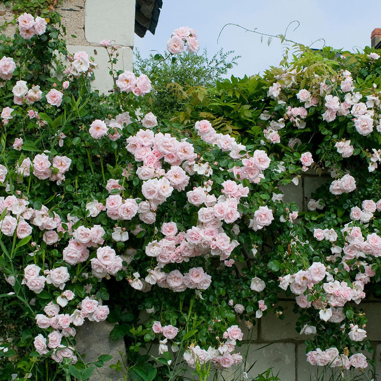 Rosa Climbing New Dawn - View 2 from www redcrocus com