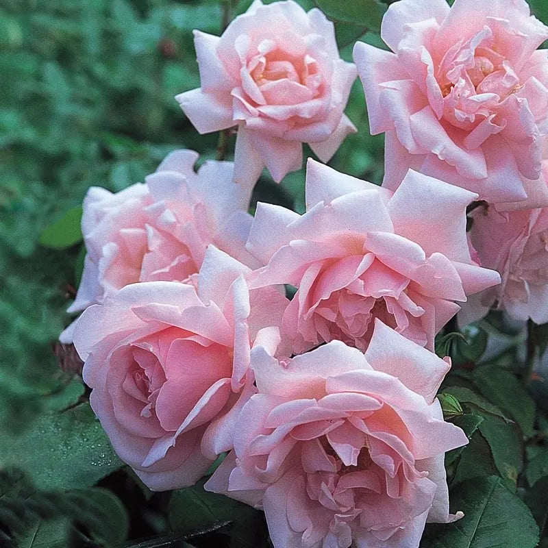Rosa Climbing New Dawn - View 3 from www redcrocus com