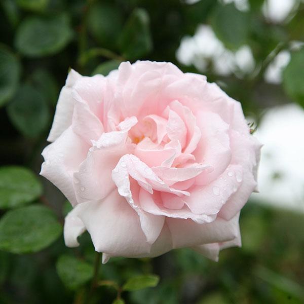 Rosa Climbing New Dawn - View 3 from www redcrocus com