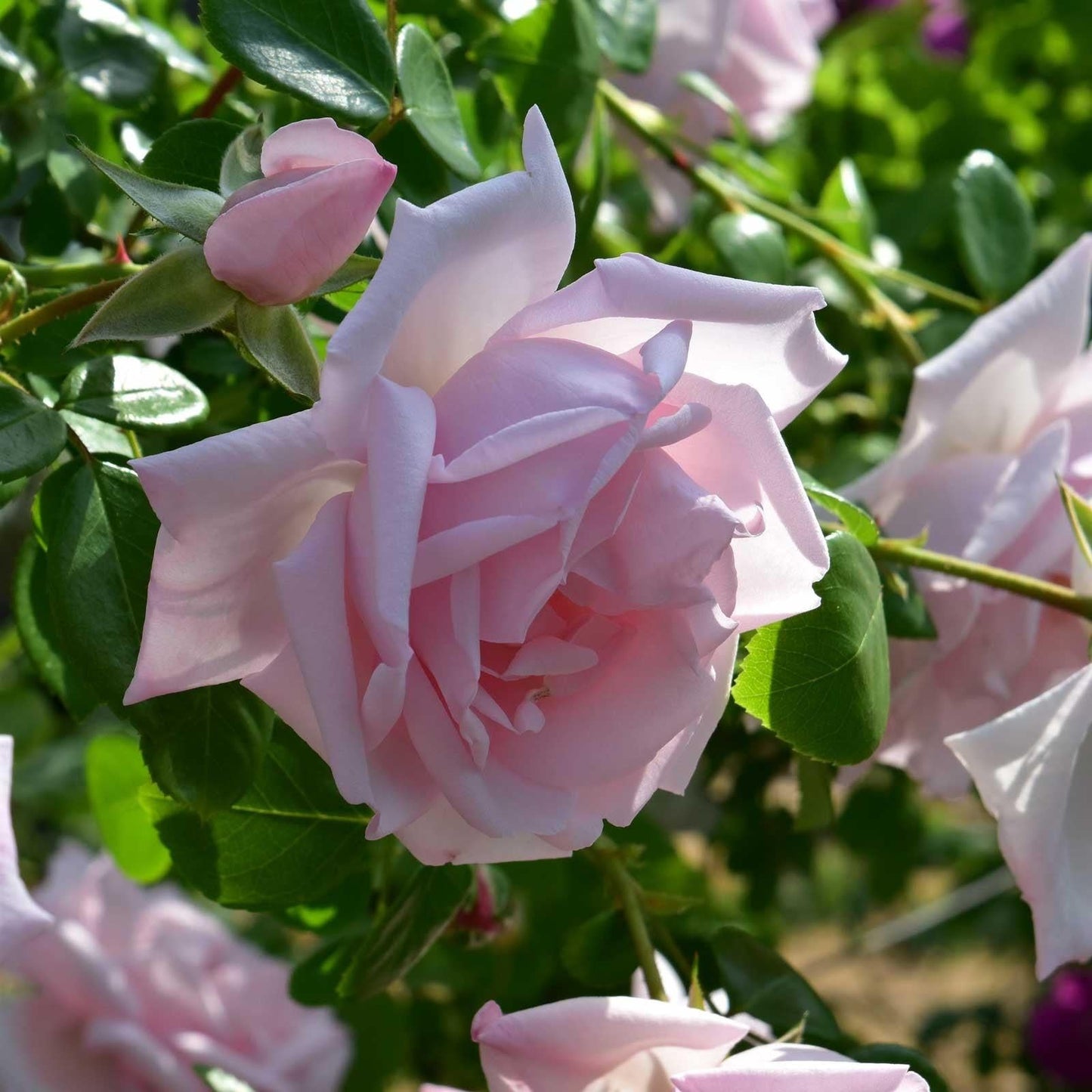 Rosa Climbing New Dawn - View 5 from www redcrocus com