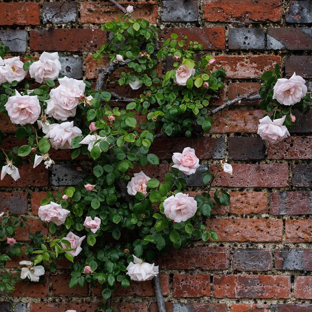 Rosa Climbing New Dawn - View 6 from www redcrocus com