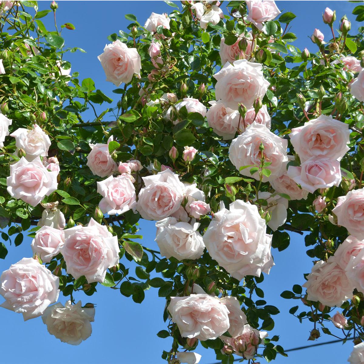 Rosa Climbing New Dawn - View 9 from www redcrocus com