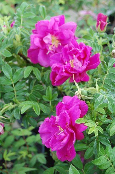 Rosa Landscape Purple Pavement - View 11 from www redcrocus com