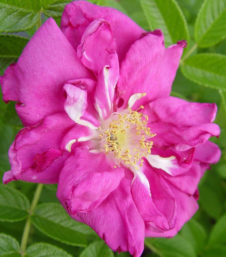 Rosa Landscape Purple Pavement - View 14 from www redcrocus com