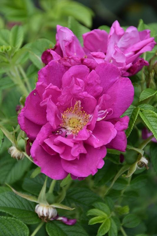 Rosa Landscape Purple Pavement - View 15 from www redcrocus com