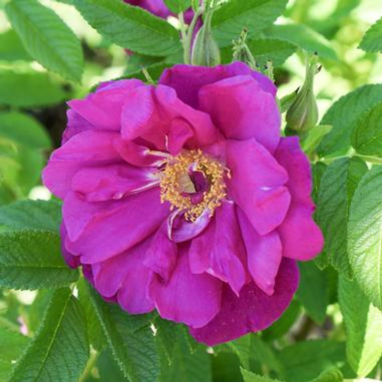 Rosa Landscape Purple Pavement - View 16 from www redcrocus com