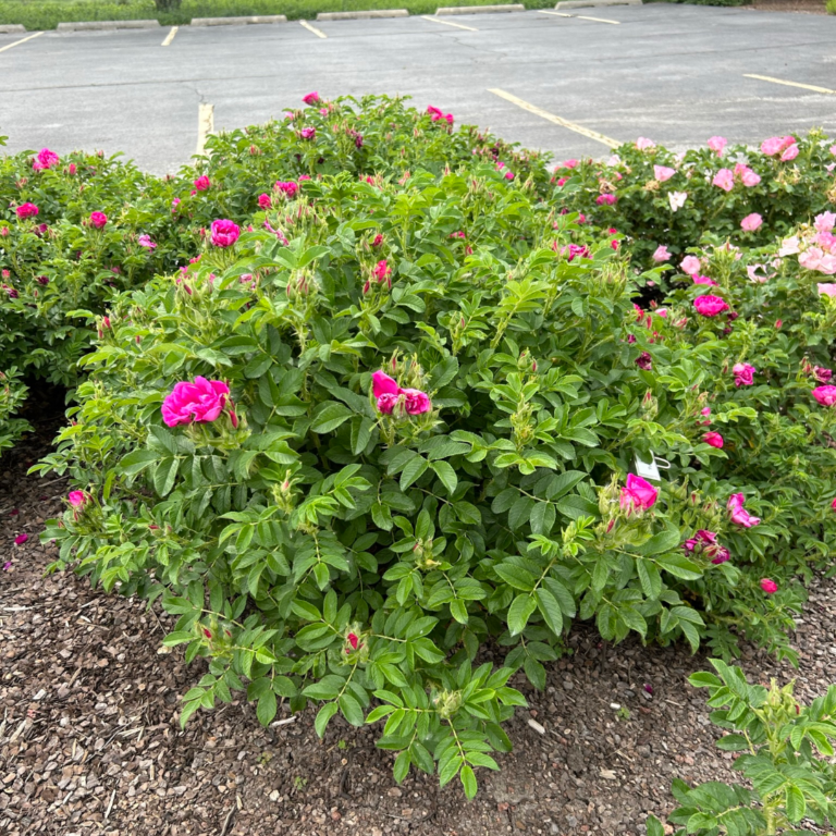Rosa Landscape Purple Pavement - View 19 from www redcrocus com