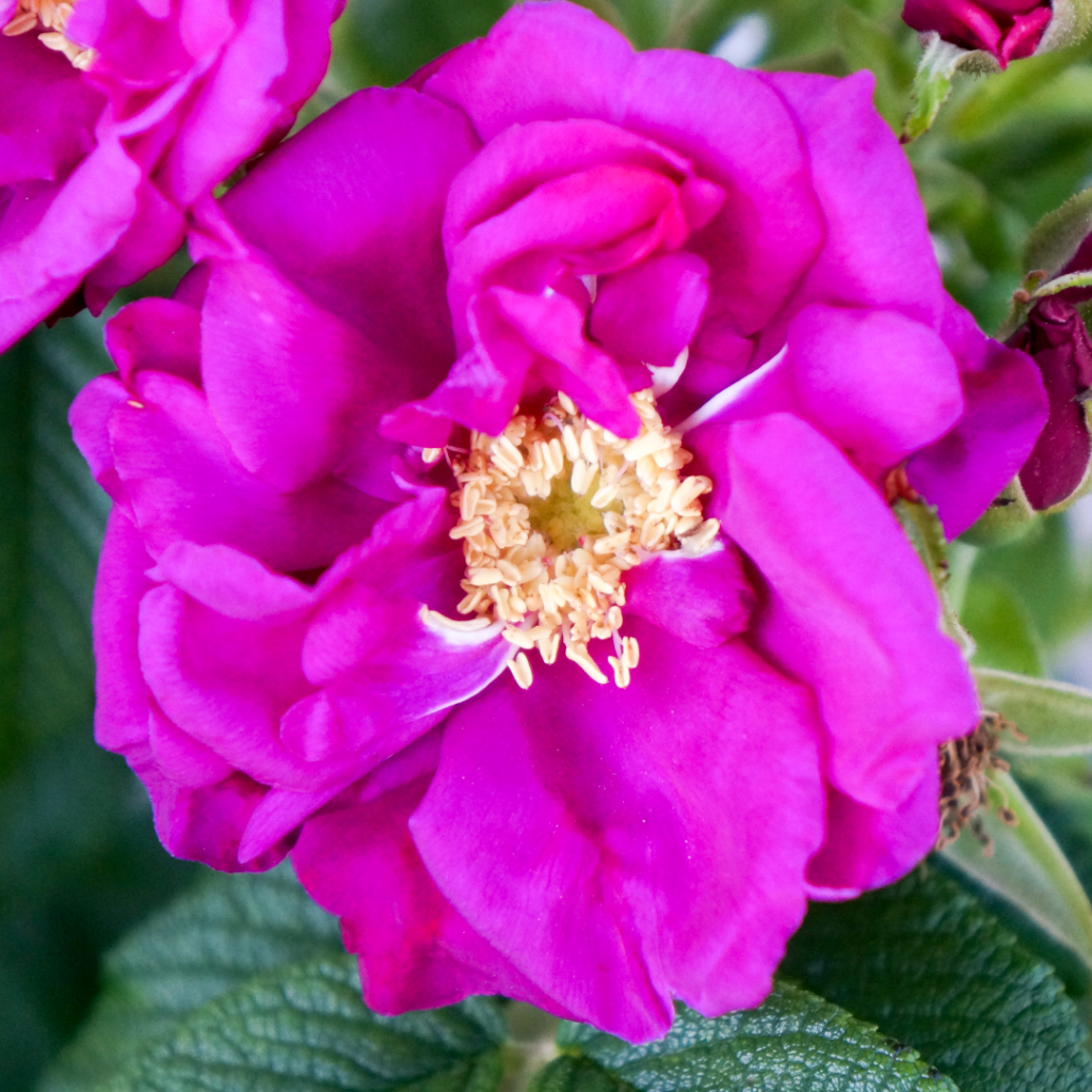 Rosa Landscape Purple Pavement - View 1 from www redcrocus com