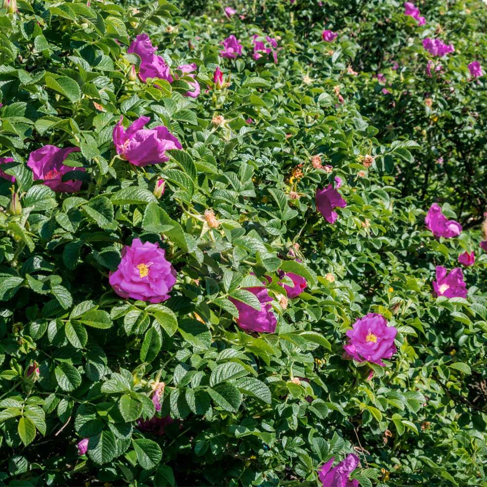 Rosa Landscape Purple Pavement - View 4 from www redcrocus com