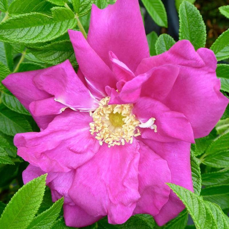 Rosa Landscape Purple Pavement - View 6 from www redcrocus com