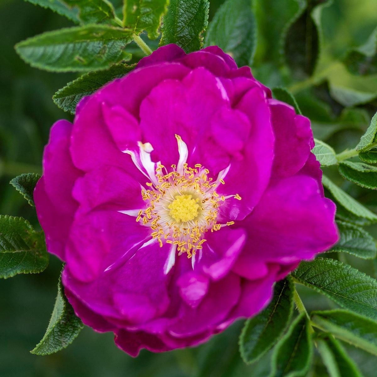 Rosa Landscape Purple Pavement - View 7 from www redcrocus com