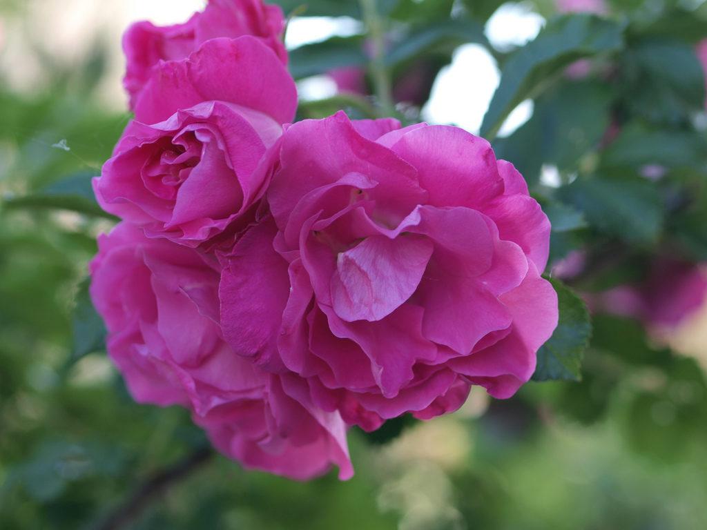 Rosa Landscape Purple Pavement - View 8 from www redcrocus com