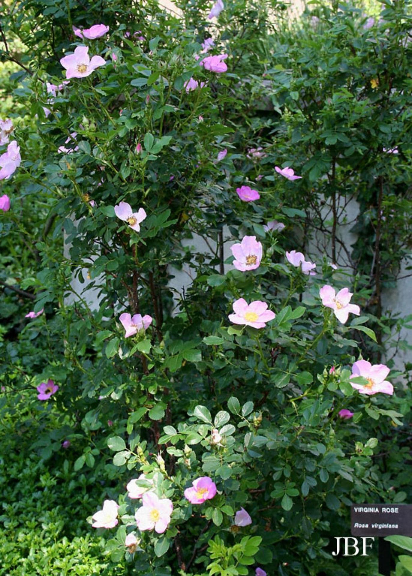 Rosa Landscape Virginiana - View 17 from www redcrocus com