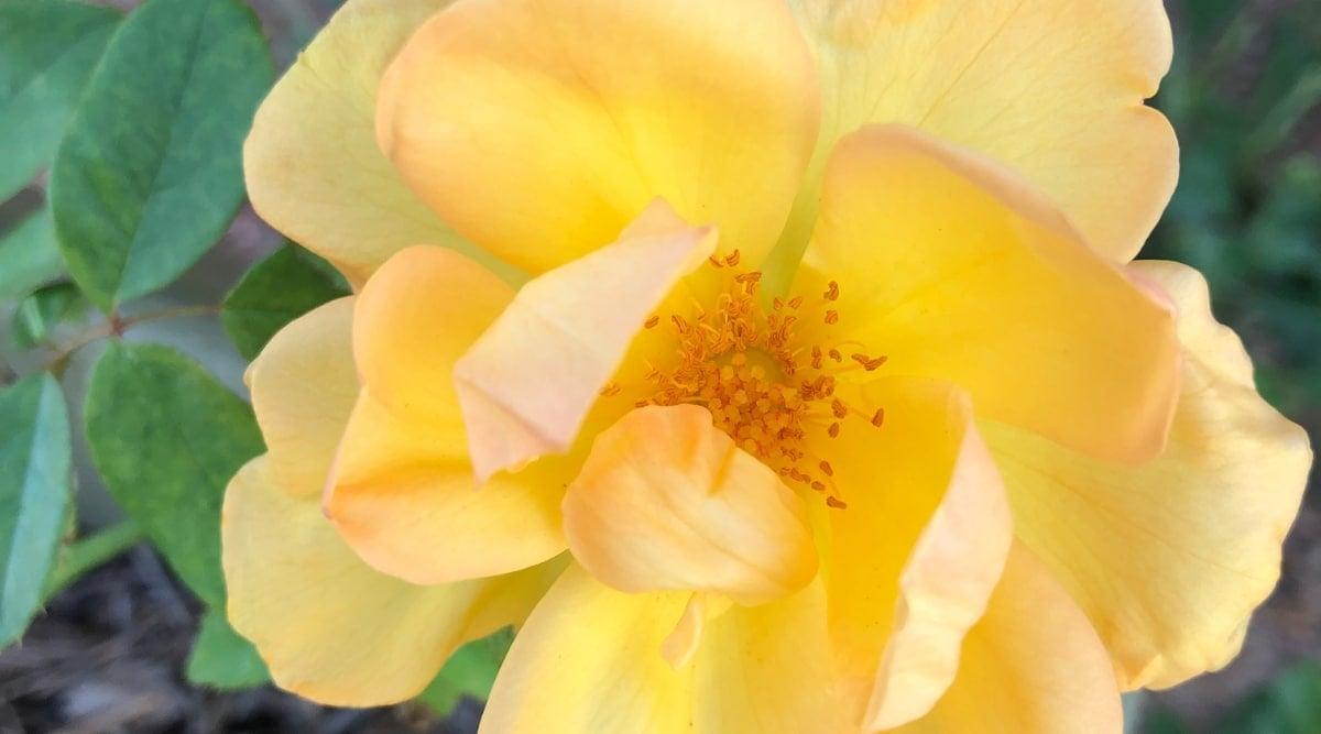 Rosa Landscape Sunbelt South Africa - View 12 from www redcrocus com