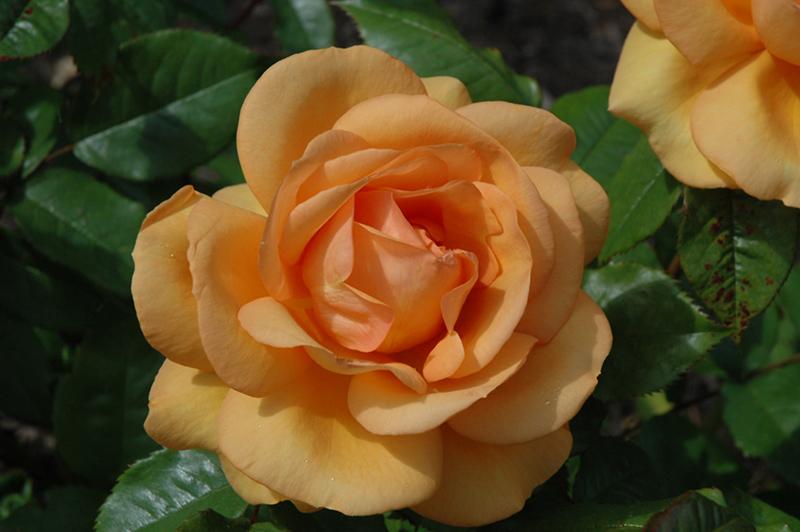 Rosa Landscape Sunbelt South Africa - View 2 from www redcrocus com