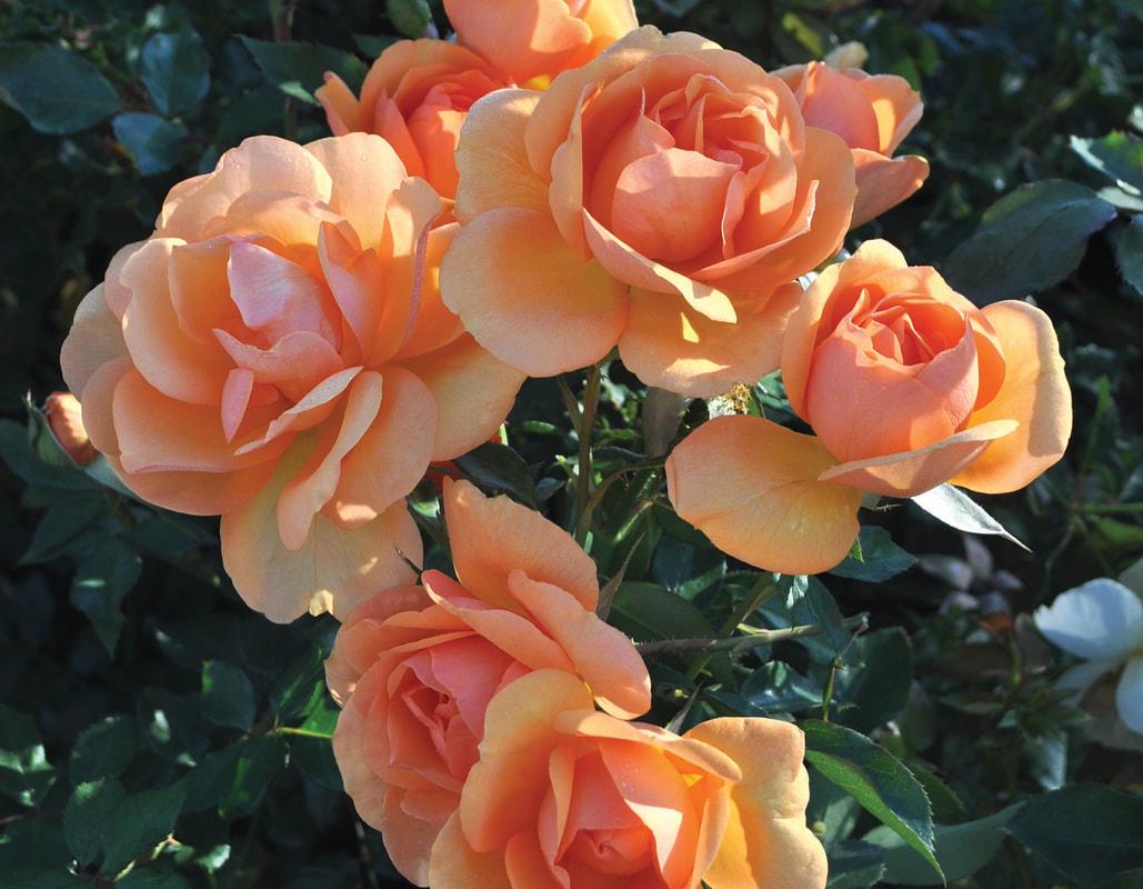 Rosa Landscape Sunbelt South Africa - View 3 from www redcrocus com