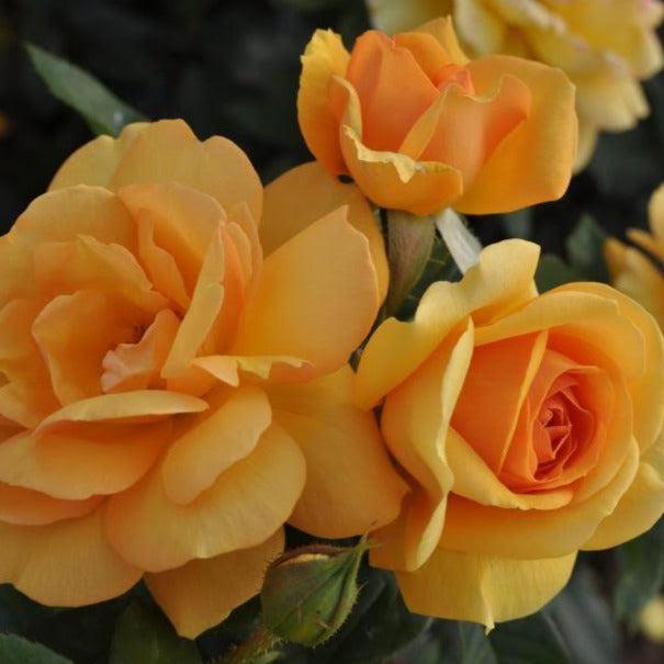 Rosa Landscape Sunbelt South Africa - View 8 from www redcrocus com