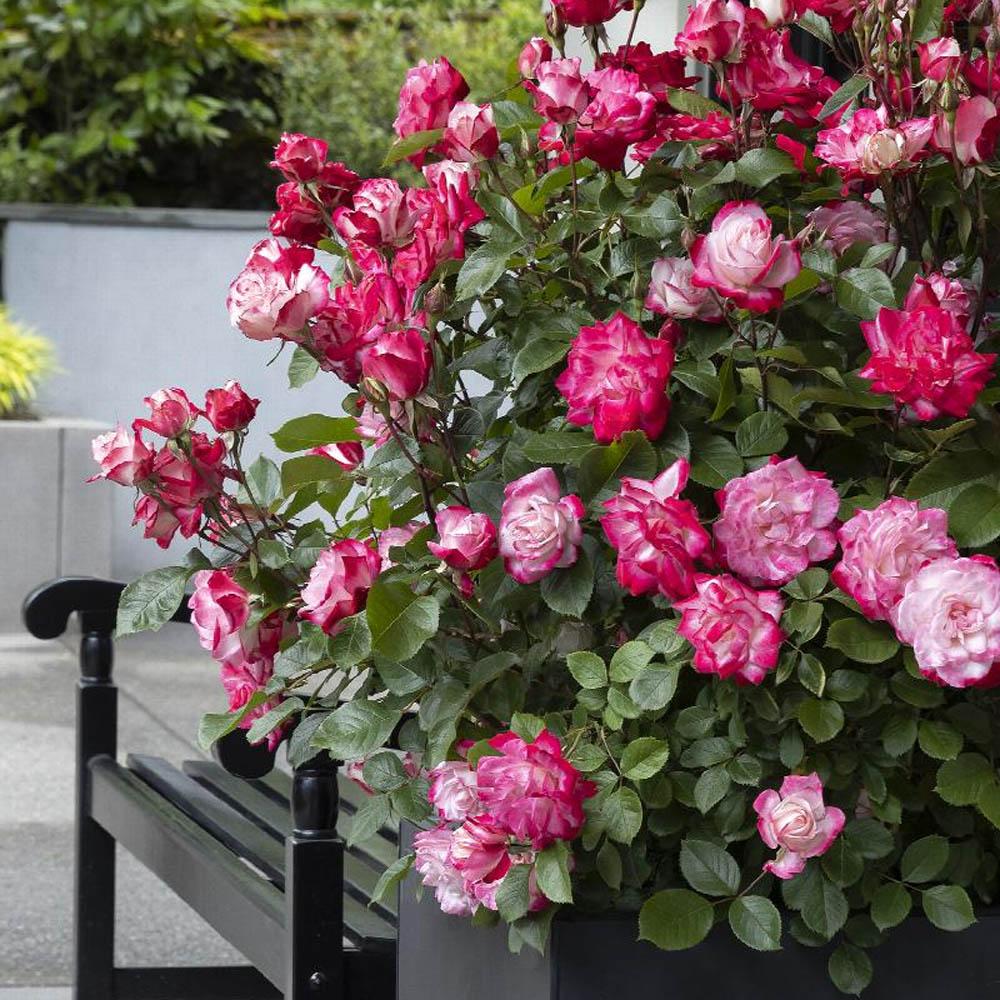 Rosa, Landscape 'grace N' Grit Pink' - View 10 from www redcrocus com