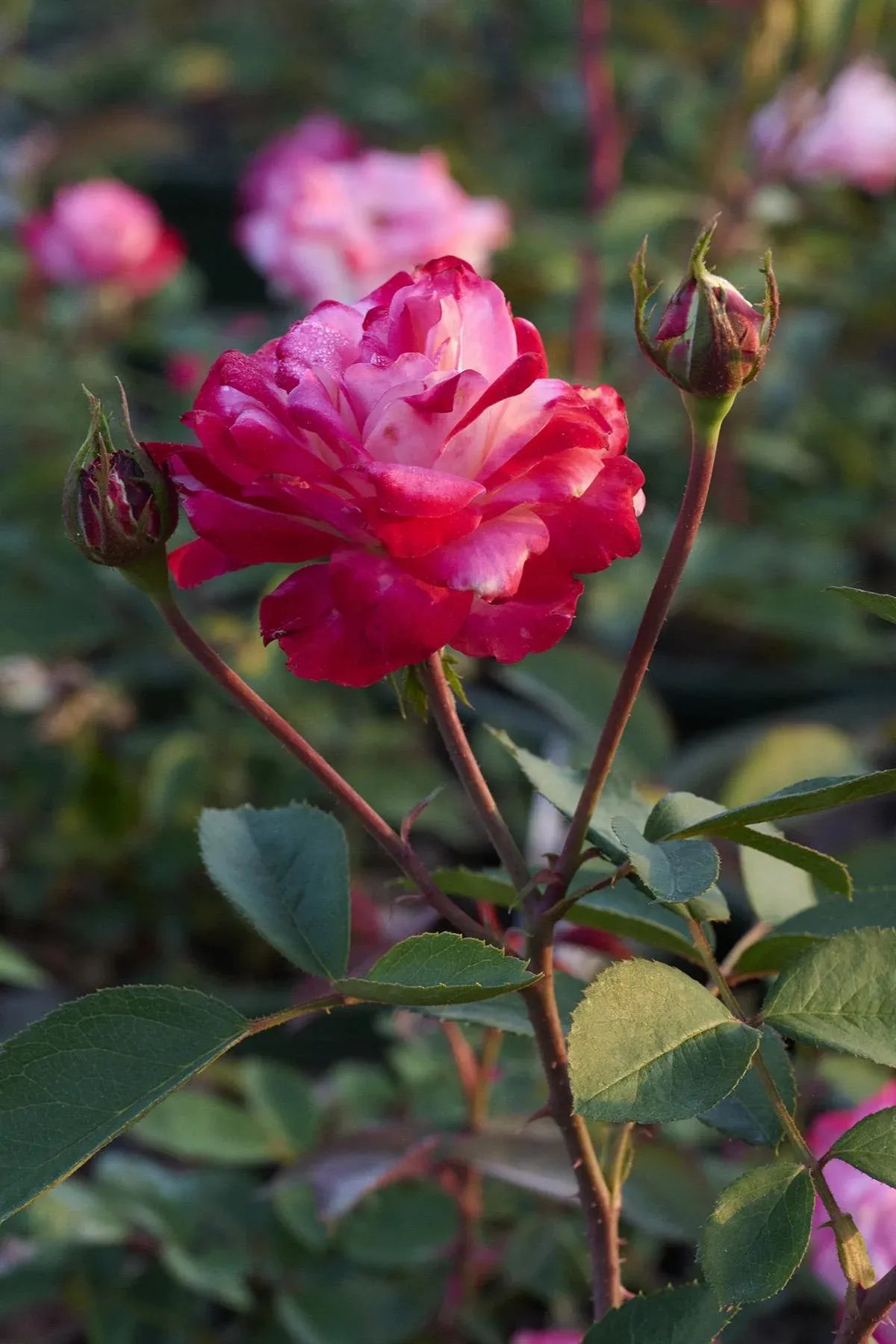 Rosa, Landscape 'grace N' Grit Pink' - View 11 from www redcrocus com